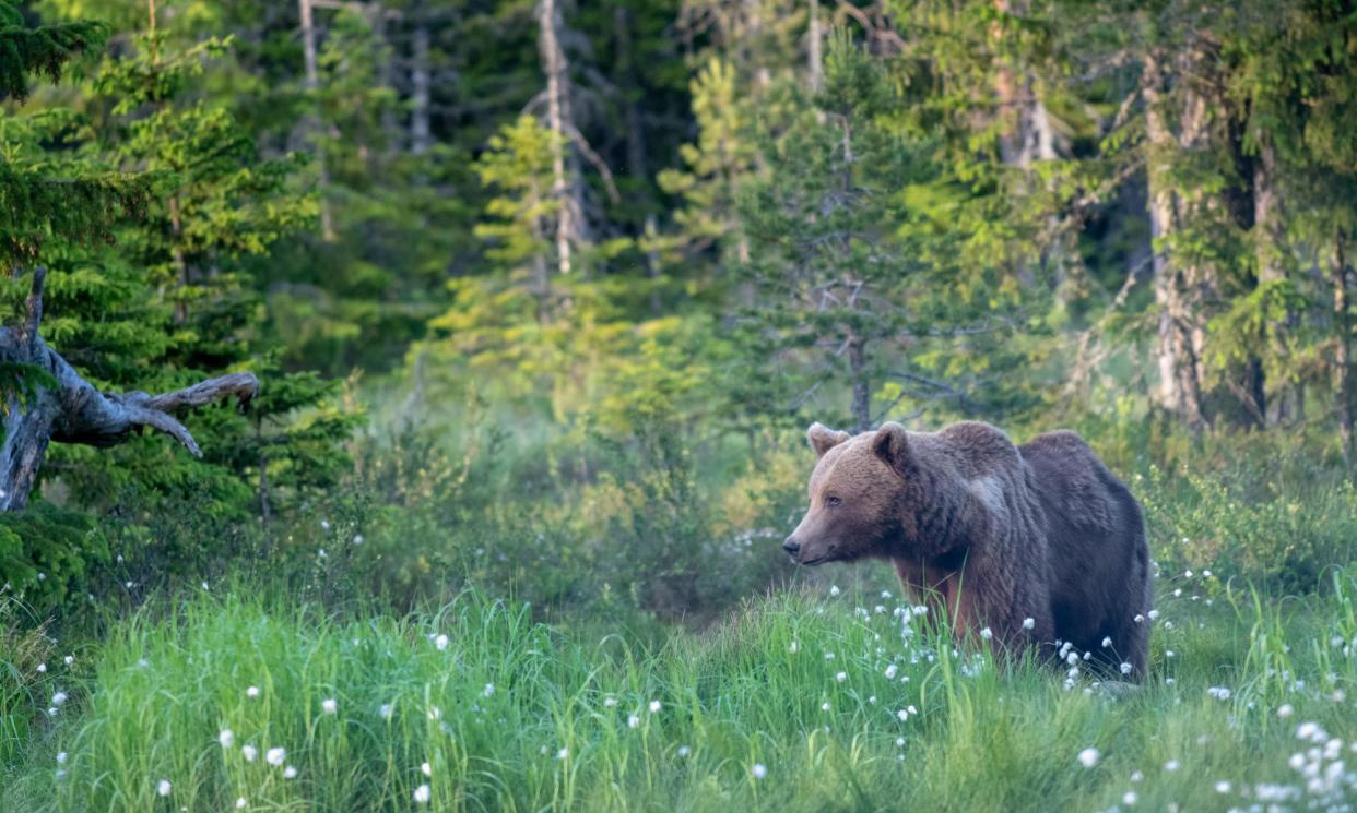 <span>Sweden had about 2,400 brown bears before the hunt, and licences to kill 486 were issued this year. The minimum to maintain a viable population is 1,400. </span><span>Photograph: Mikael Drackner/Getty</span>