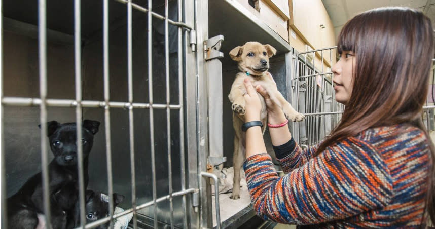 近年國人認養流浪動物比例降低，加上零安樂死政策影響，各縣市動物收容所爆量超收成為常態。（圖／報系資料庫）