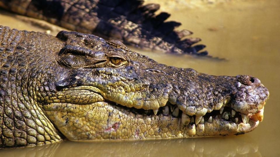 The boy was attacked by a crocodile. Picture: NCA NewsWire/Tertius Pickard