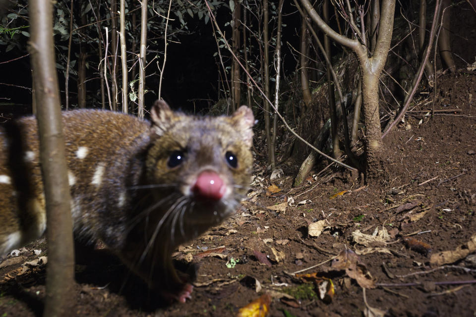 The spotted-tail quoll is endemic to eastern Australia and has suffered substantial decline since European settlement in Australia. (Photo: Heath Holden via Getty Images)