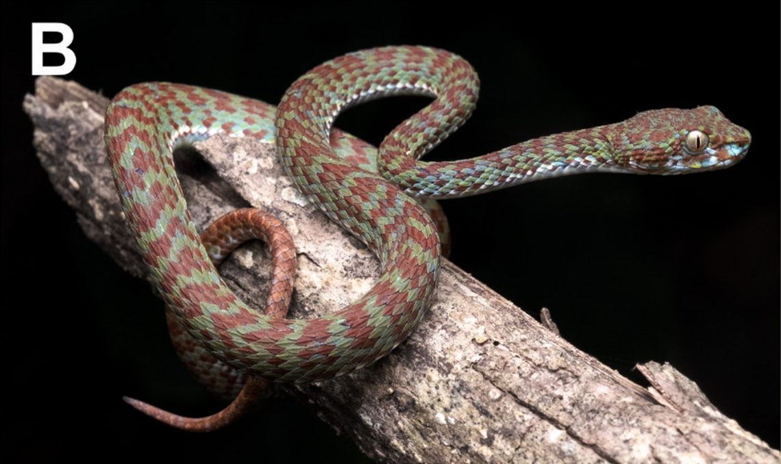 A Trimeresurus kraensis, or Kra Isthmus pit viper, perched on a branch.