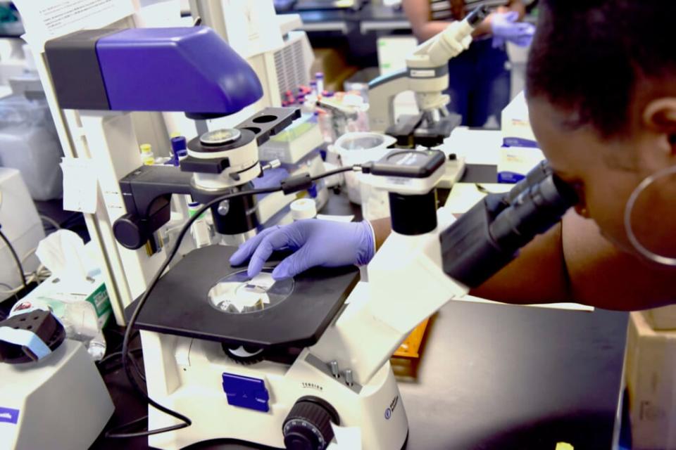 Nayla Fair, an intern at the Hampton University Cancer Research Center, examines cancer cells through a microscope on June 12, 2019. Cancer death rates have steadily declined among Black people but remain higher than in other racial and ethnic groups, according to a U.S. government study released Thursday, May 19, 2022. (Daniel Linhart/The Virginian-Pilot via AP, File)