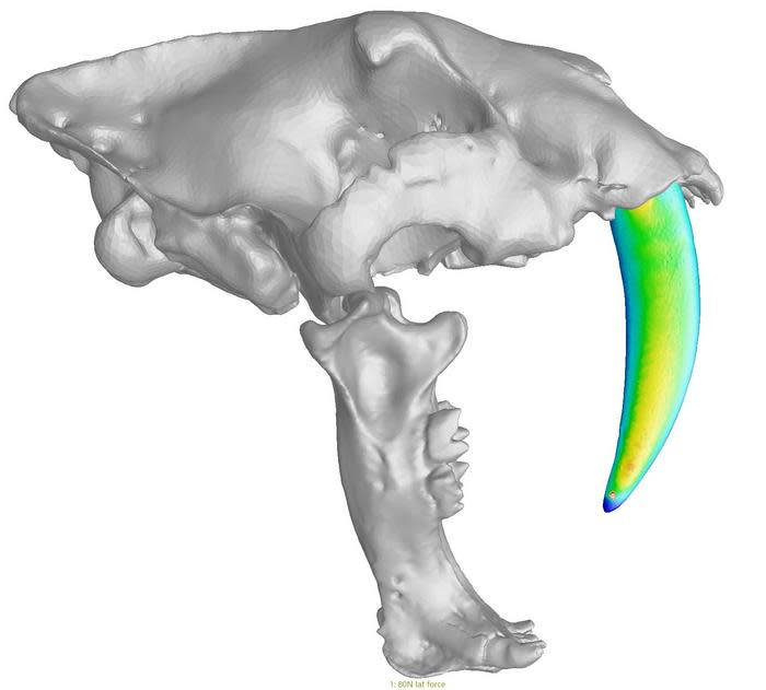 a computer model of a saber-tooth