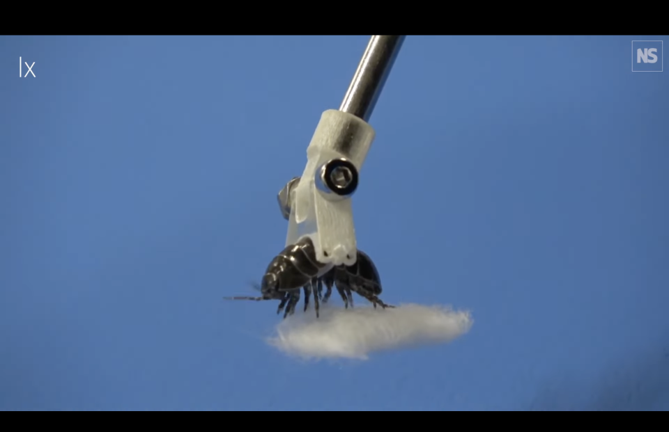 a rolly polly suspended at the end of a metal pole, while holding a bit of cotton