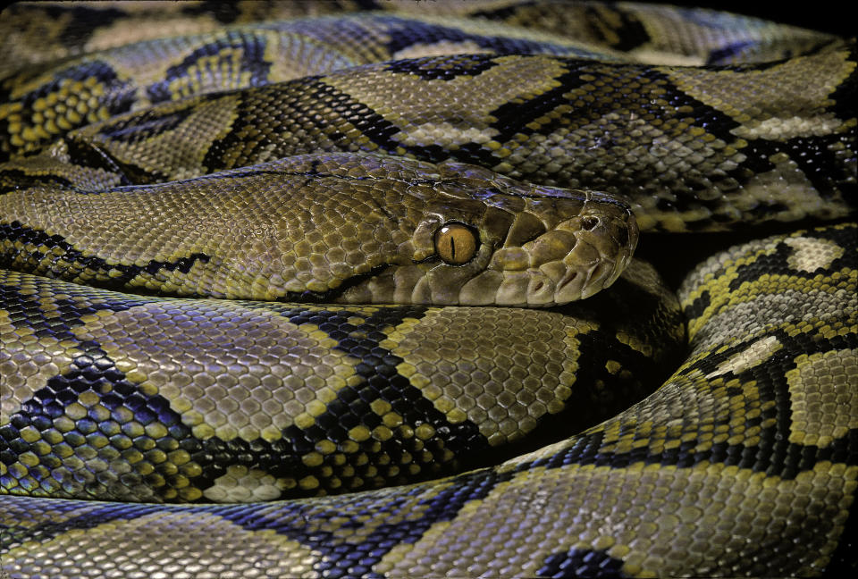 Eine Python (Bild: Getty Images)