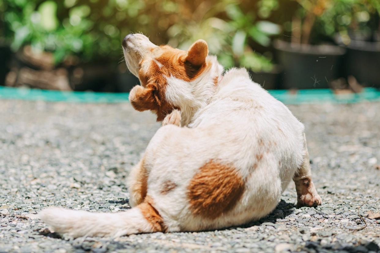 dog with scabies scratching behind his ear