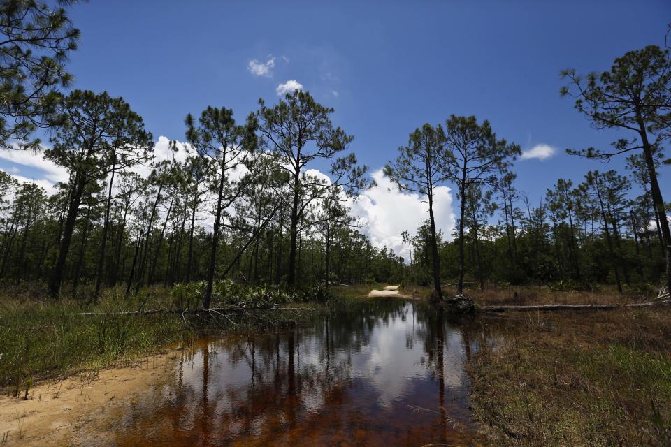 A puddle blocks a path that leads into the Panther Island Mitigation Bank in June 2018, near Naples, Florida. Experts say the Trump administration&rsquo;s move to redefine what constitutes a waterway under federal law is threatening efforts to save wetlands from destruction. (Photo: ASSOCIATED PRESS)