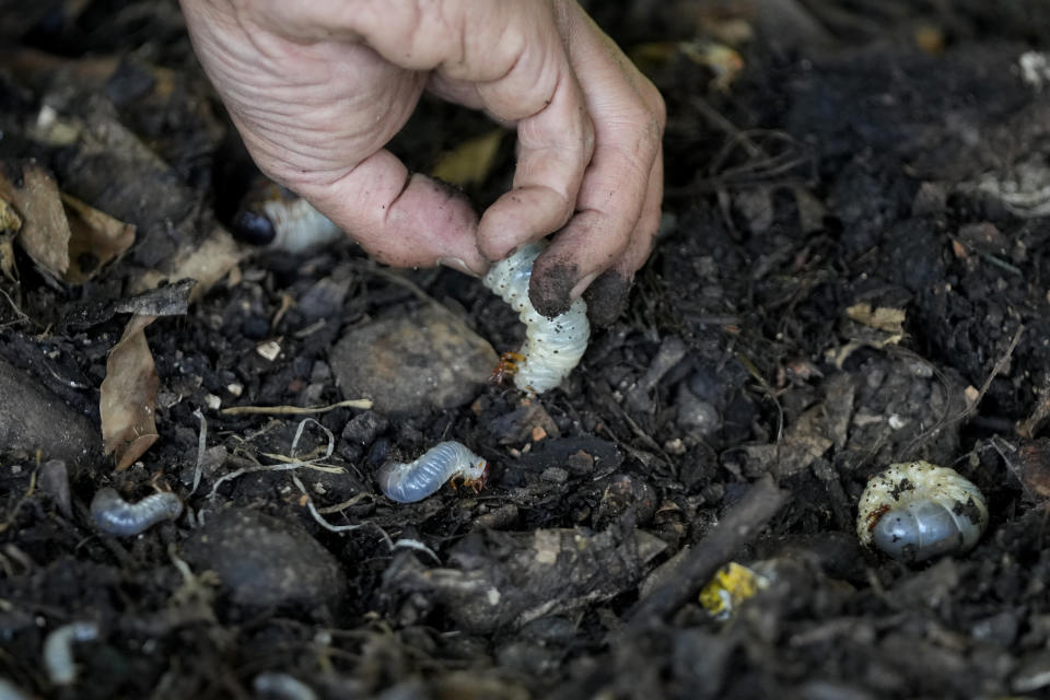 El ingeniero ambiental colombiano Germán Viasus Tibamoso, propietario de Tierra Viva, coloca larvas de escarabajos sobre residuos sólidos en Tunja, Colombia, el martes 15 de noviembre de 2022. (AP Foto/Fernando Vergara)