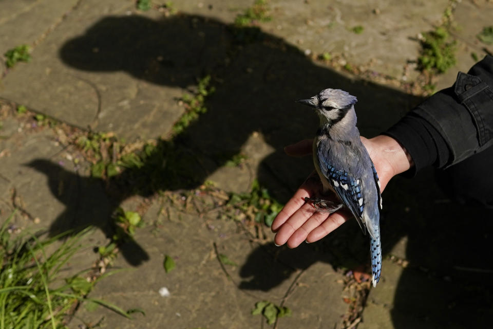 Princeton University graduate student Severine Hex holds a female blue jay in her open hand to release it Saturday, April 24, 2021, in Silver Spring, Md. Hex gently removed the blue jay from a mist net used to capture birds for banding or other research projects. (AP Photo/Carolyn Kaster)