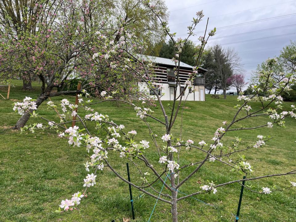 An apple tree blooms at Tate’s School on April 2. The school stresses outdoor learning, and every year the fifth grade harvests the apples and makes applesauce.