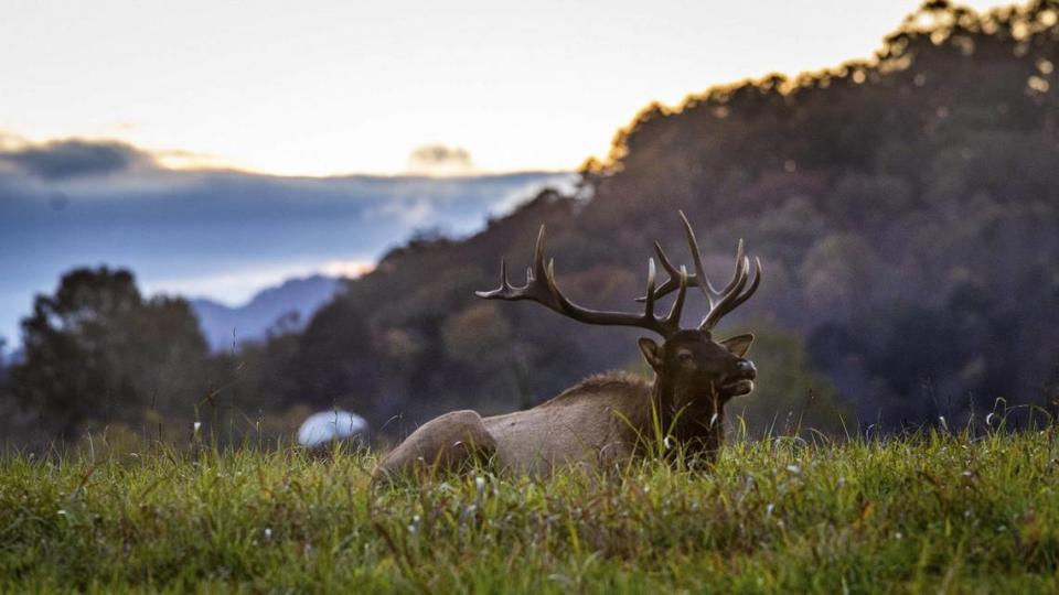 A bull elk rests in a field at sunset at the Kituwah Farm near Bryson City on Tuesday, Nov. 2, 2021. The farm, owned by the Eastern Band of Cherokee Indians, is considered the historical mother town and original settlement of the three federally recognized Cherokee tribes. 