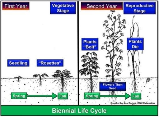 Lifecycle of a biennial plant