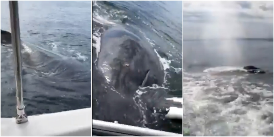 The woman called police saying she was scared the whales were going to flip their boat. Image: Facebook/<span>Darren Lucciana </span>