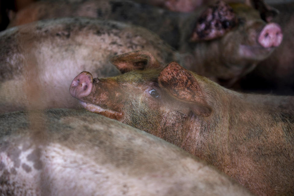 Pigs at a farm in Ayden, North Carolina, on Sept. 12. (Photo: Bloomberg via Getty Images)