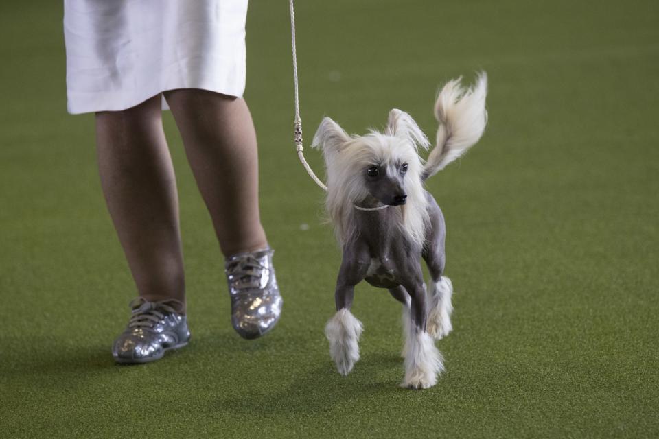 <p>A Chinese crested is shown in the ring during the 141st Westminster Kennel Club Dog Show, Monday, Feb. 13, 2017, in New York. (AP Photo/Mary Altaffer) </p>