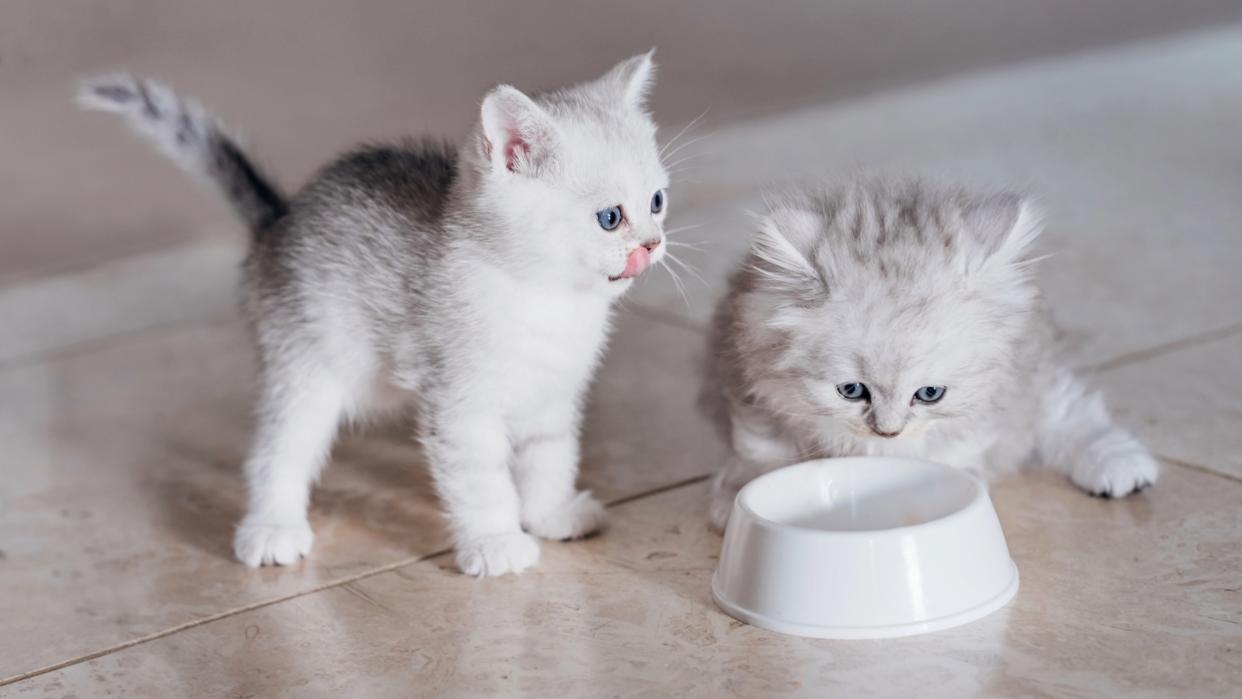  Two adorable kittens stood beside an empty food bowl. 
