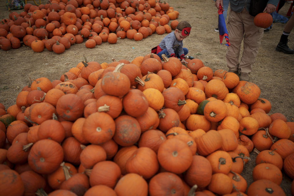 A child plays next to piles of pumpkins at the West Side Hallo Fest, a Halloween festival in Bucharest, Romania, Friday, Oct. 27, 2023. Tens of thousands streamed last weekend to Bucharest's Angels' Island peninsula for what was the biggest Halloween festival in the Eastern European nation since the fall of Communism. (AP Photo/Andreea Alexandru)