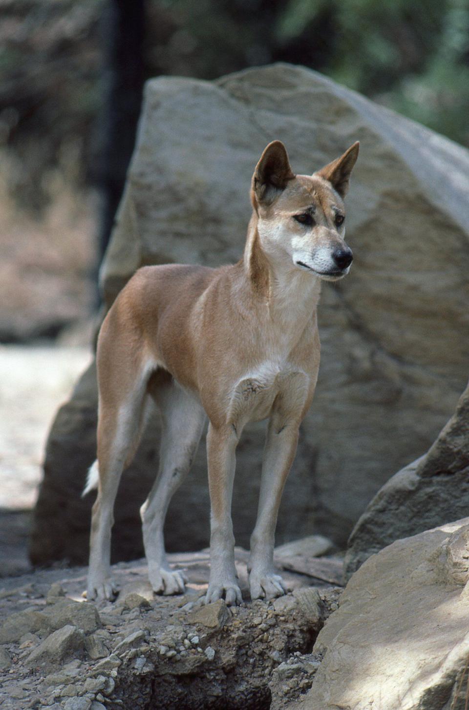 澳洲野犬肆虐影響佛雷澤島觀光事業。（翻攝澳洲博物館網站）