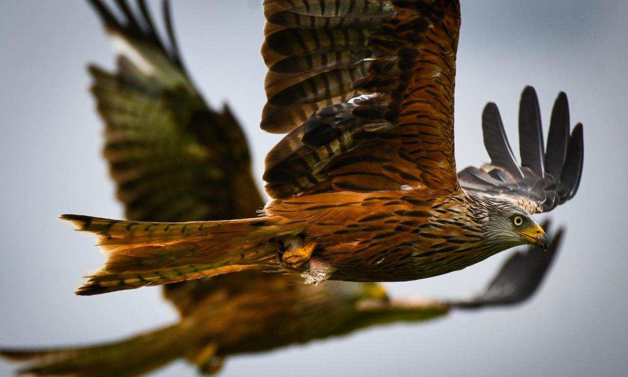 <span>‘They can often be seen soaring over motorways, slip-sliding the wind currents with taut ease.’</span><span>Photograph: Robert Melen/Shutterstock</span>