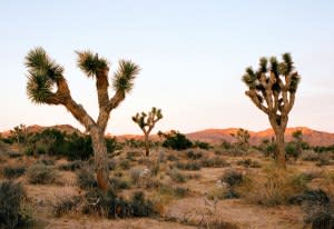 Joshua Tree National Park