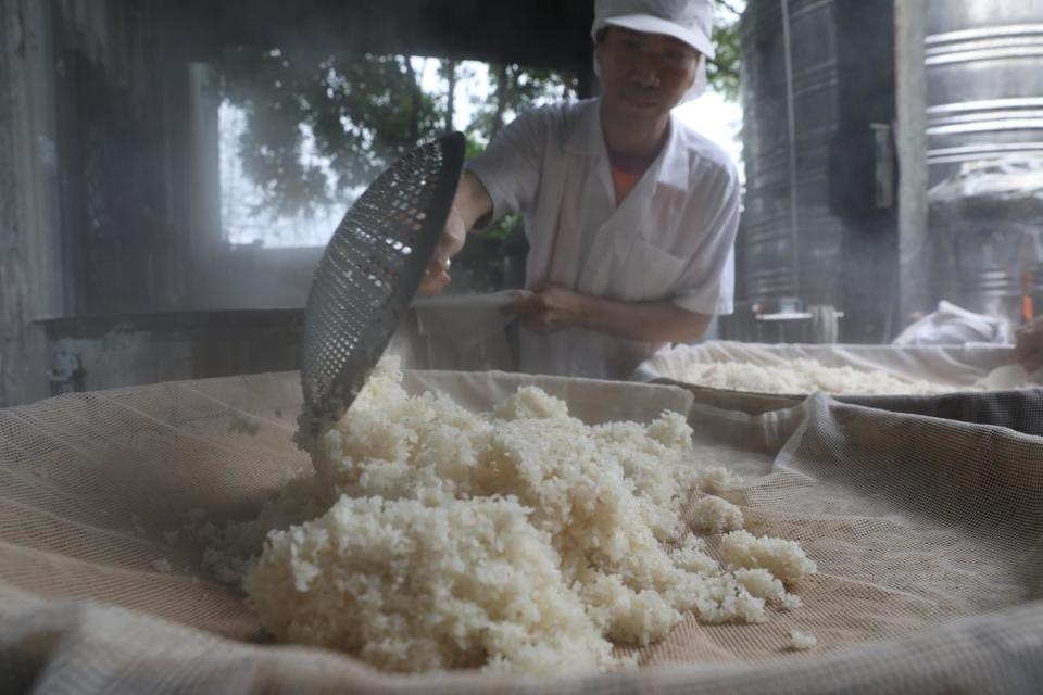 煮熟的米飯要翻鬆降溫，再進行酒麴接種。