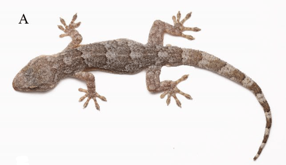 A Gekko kaiyai, or Dabie Mountains gecko, as seen from above.