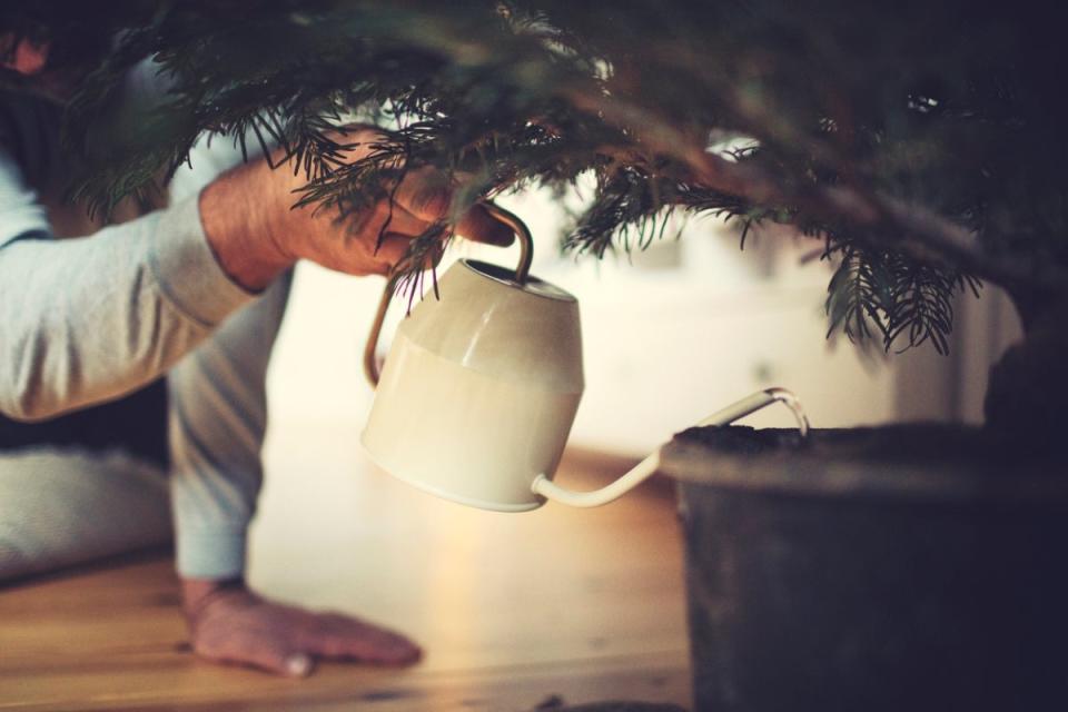 Person using a small watering can to water a Christmas tree.