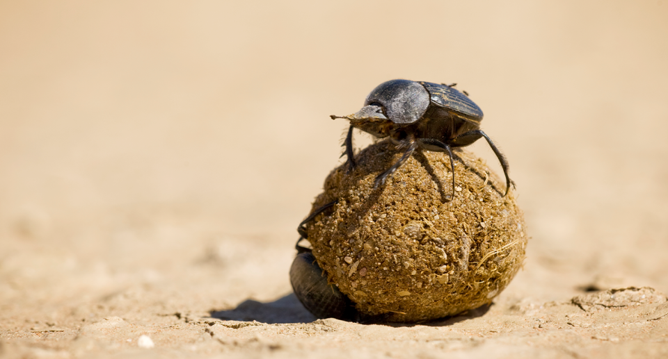 A dung beetle on a small pile of dung.