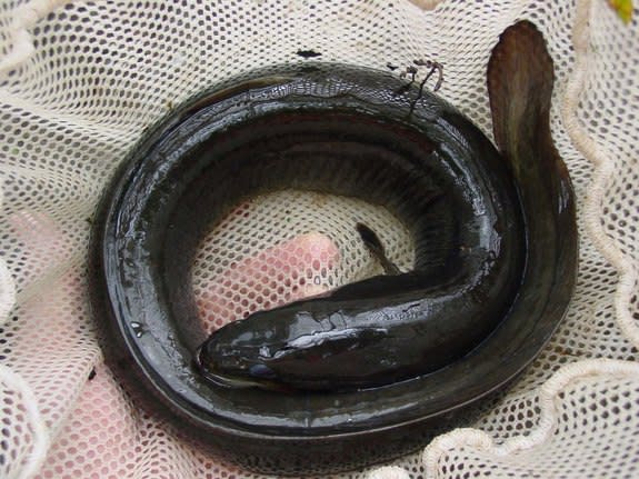 575px x 431px - Stuck eel removed from Chinese porn enthusiast's gut by doctors