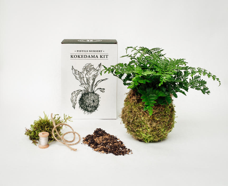 Kokedama kit