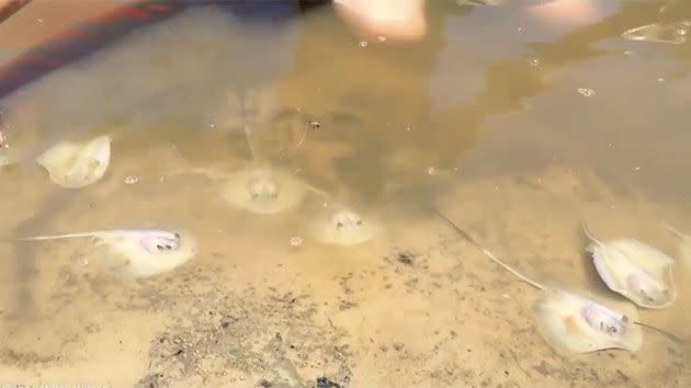 Miller delivered 12 baby stingrays with his bare hands. Photo: Miller Wilson