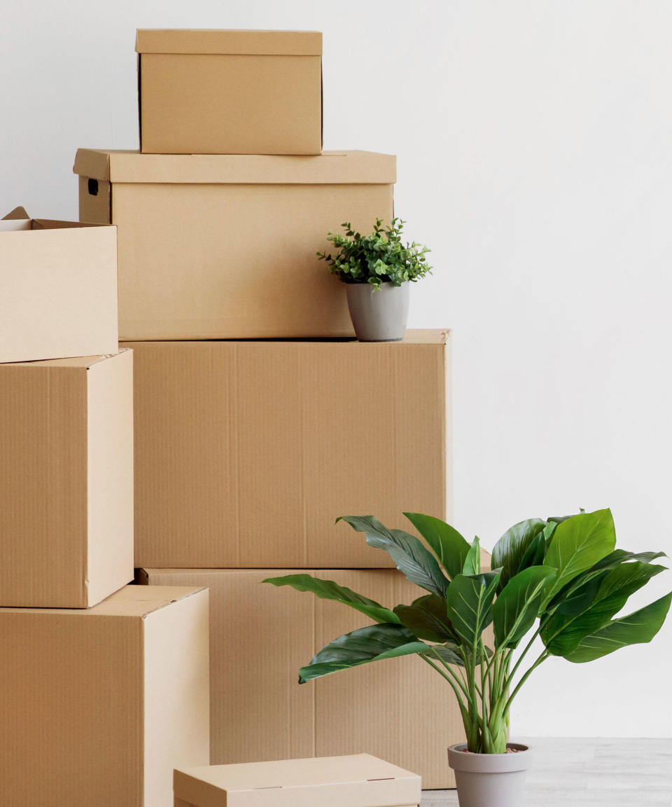 plants and cardboard boxes