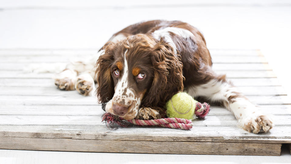 English Springer Spaniel puppy lying on wooden pallet with his dog toys