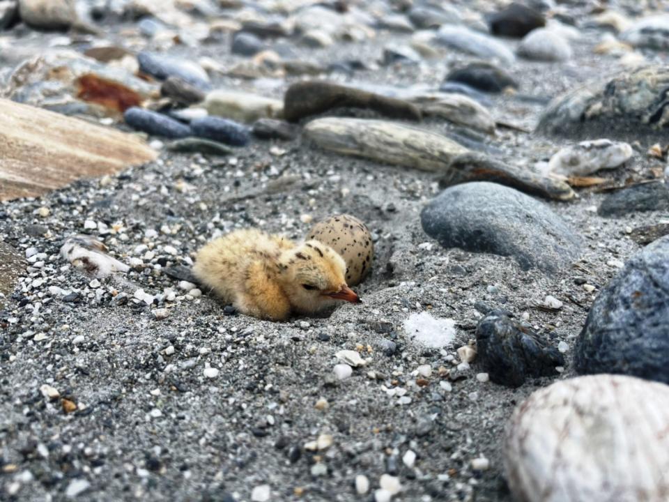 鳥會認為，良好的小燕鷗生態環境，遭到人類嚴重破壞。（圖：花蓮縣野鳥學會提供）