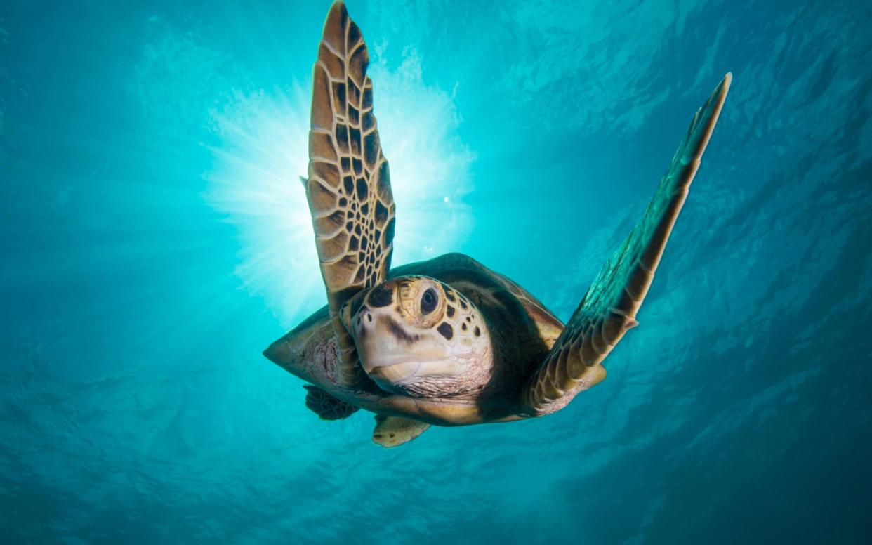 A green turtle off Borneo in Blue Planet II - WARNING: Use of this copyright image is subject to the terms of use of BBC Pictures' Digital Picture