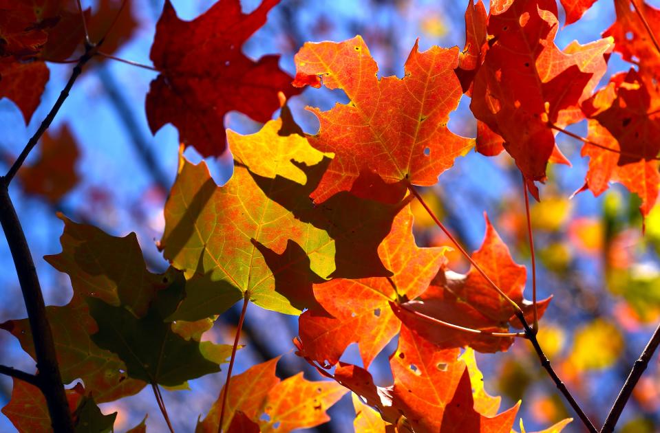 Leaves on trees at Lake Side Park in Watkins Glen, Schuyler County, are ablaze with color on Thursday, Oct. 14, 2021. 