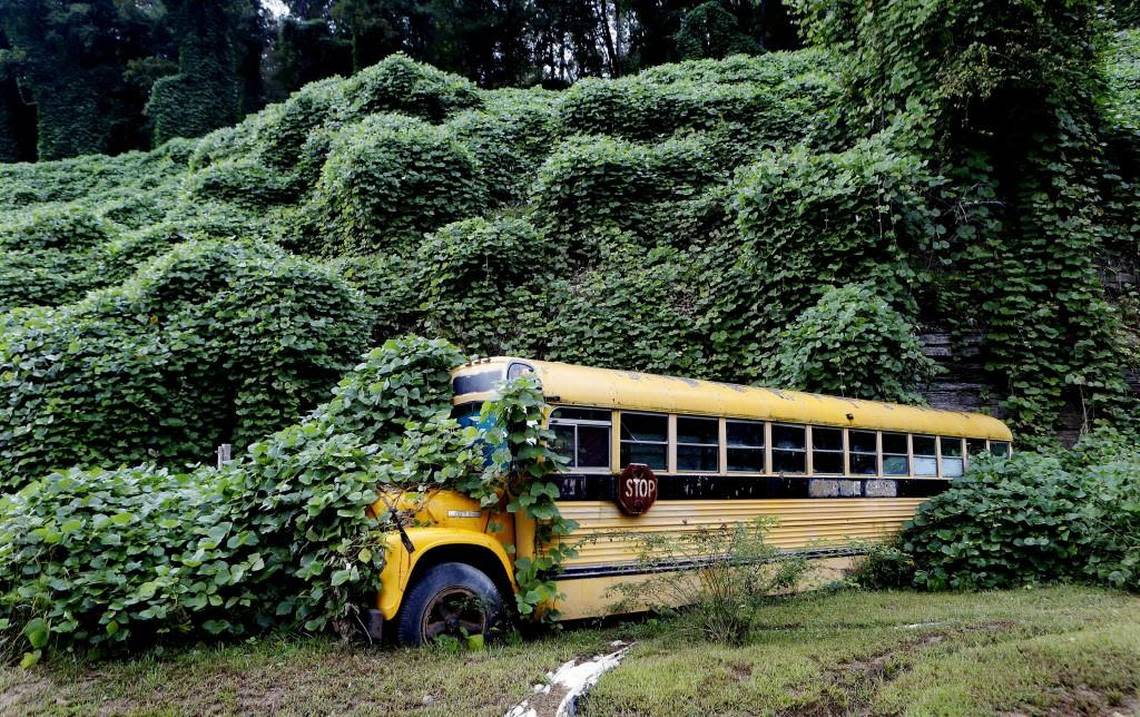 Kudzu is one of the most common offenders on invasive plants. It can blanket entire areas, smothering whatever plant life was there before.