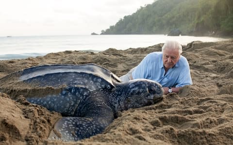 Sir David Attenborough filming for Blue Planet II - Credit: Gavin Thurston