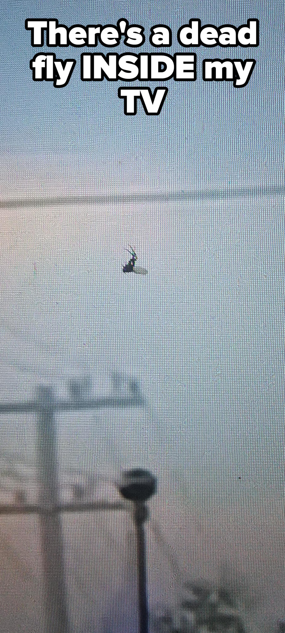 "There's a dead fly inside my TV" showing an insect inside a TV screen