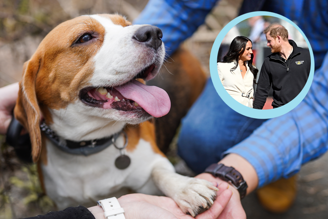 National Dog Day: Harry and Meghan adopt beagle