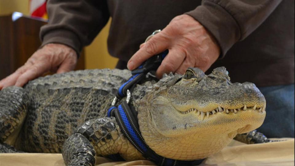 <div>WallyGator visits a nursing home in 2019. Courtesy: SpiritTrust Lutheran</div>