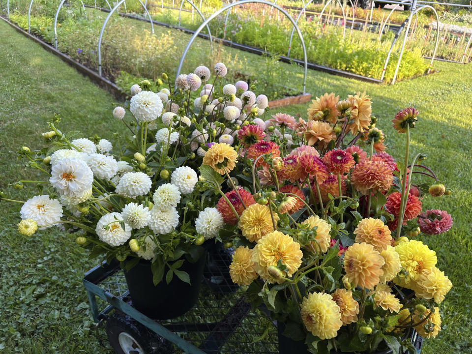 This Sept. 26, 2023, image provided by Lauren E. Sikorski shows Petra's Wedding and Small World dahlias grown by Sow-Local, a specialty cut-flower farm in Oakdale, NY. (Lauren E. Sikorski via AP)