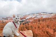 <p>Big cat eyes at Bryce Canyon National Park, a sprawling reserve in southern Utah is known for crimson-colored hoodoos, which are spire-shaped rock formations. (Photo: Our Vie / Caters News) </p>