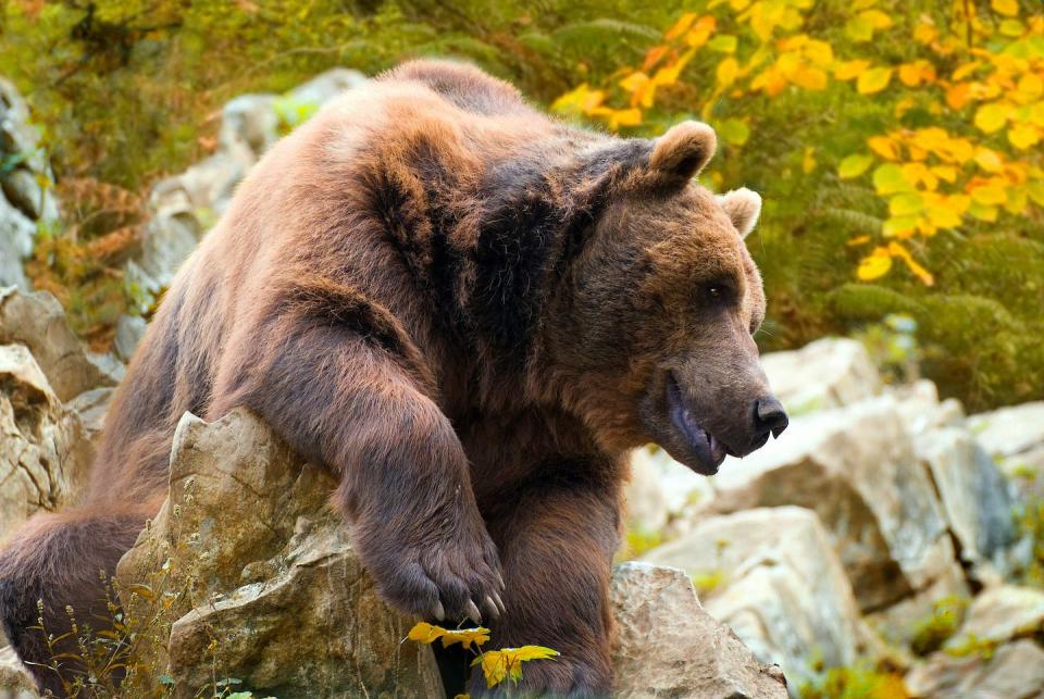 Oso pardo cantábrico. <a href="https://www.shutterstock.com/es/image-photo/general-shot-cantabrian-brown-bear-autumnal-1073313203" rel="nofollow noopener" target="_blank" data-ylk="slk:Marcelo Suarez / Shutterstock;elm:context_link;itc:0;sec:content-canvas" class="link ">Marcelo Suarez / Shutterstock</a>