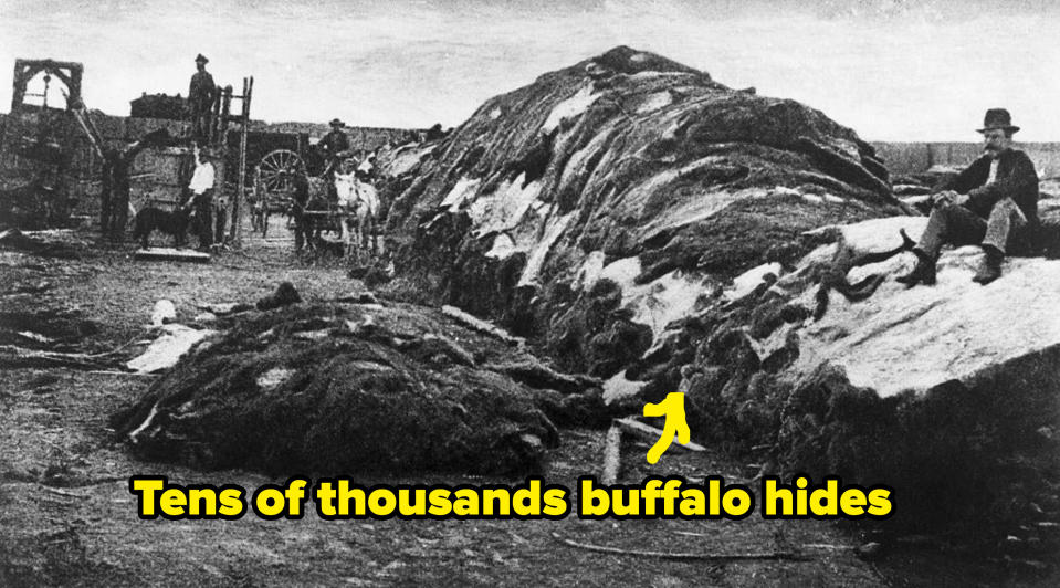 Buffalo hides