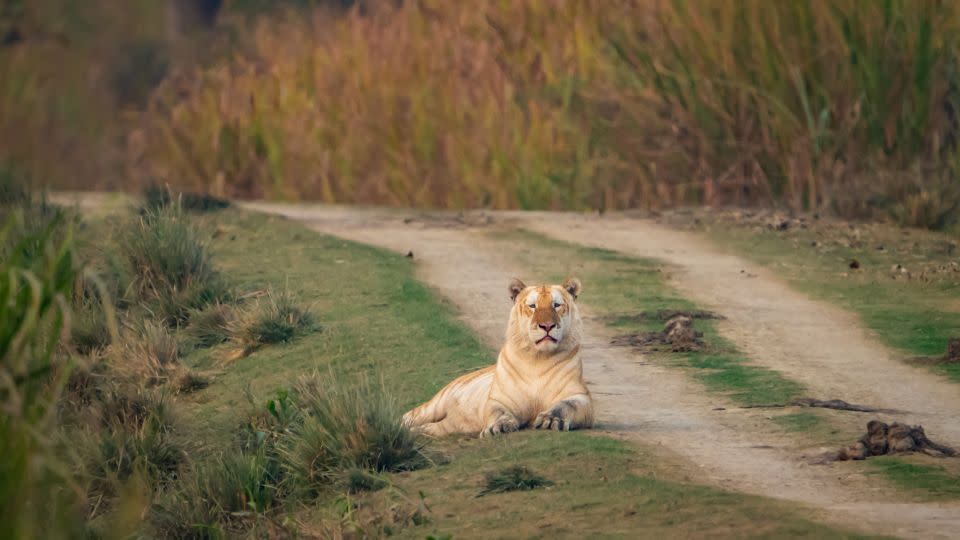 The big cat is one of four "golden" tigers in Kaziranga, according to the park's official social media. - Gaurav Ramnarayanan