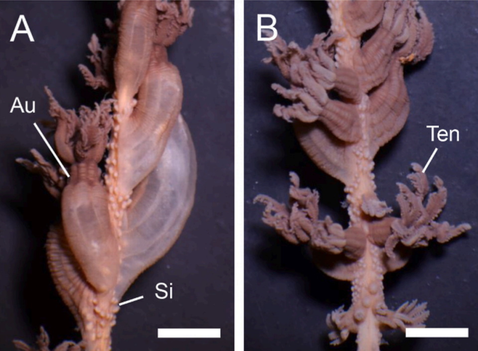 Close-up photos show the polyps (Au) and tentacles (Ten) of an Anthoptilum gnome, or gnome sea pen.