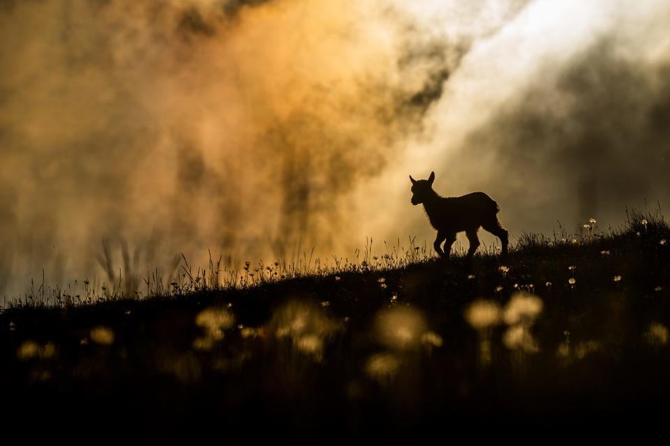 The silhouette of a doe in the dark.