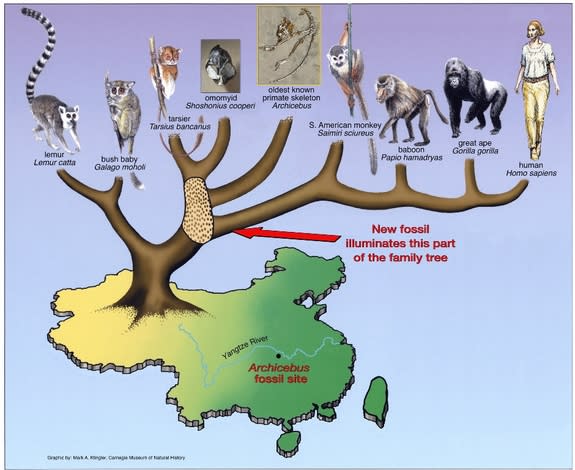 Illustration of an evolutionary tree, showing how Archicebus fits with respect to primate phylogeny.