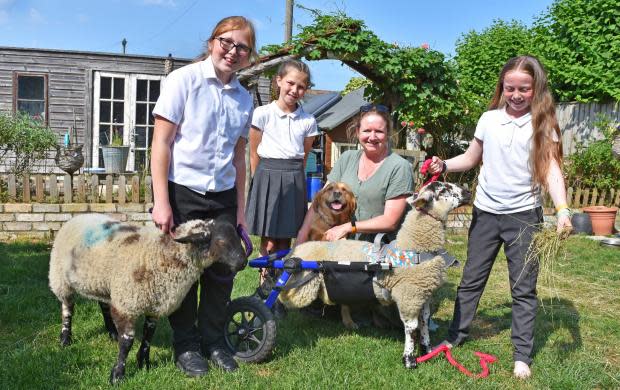 Winnie the sheep and Roo, with Matilda and Martha Pastre and Katey and Evelyn-Jo Mills. See SWNS story SWLNsheep. A sheep whose two back legs stopped working shortly after birth has been gifted her very own wheelchair. For a number of years a flock of Suffolk Rams have roamed the yard outside Pakefield Church in Lowestoft, Norfolk. Roo and Winnie, two new March-born spring lambs, were set to become the latest addition to the flock. But a week after she was born, Winnie's back legs stopped working.
